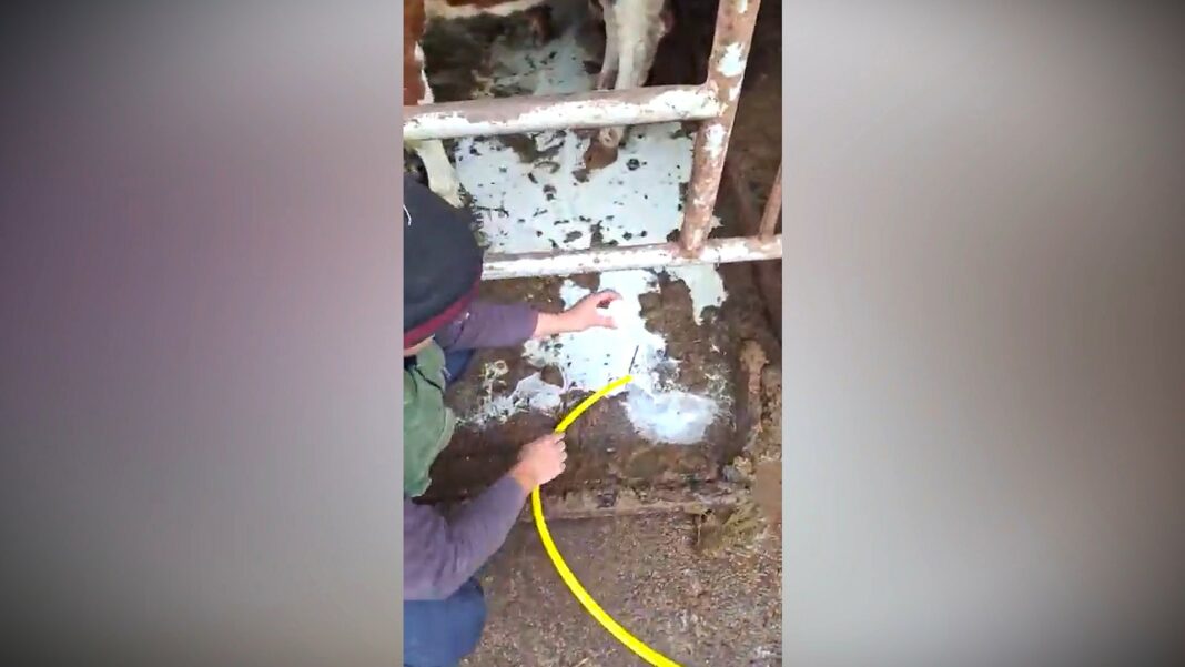 nakon prosipanja mleka