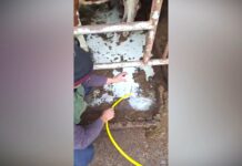 Nakon prosipanja mleka sledi zasipanje trgovinskih lanaca stajnjakom