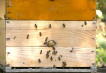 Pčelinjak u decembru