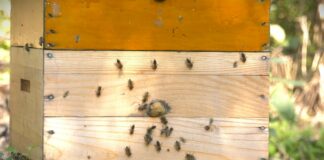 Pčelinjak u decembru