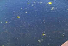 Poribljavanje na 23 lokacije: Biće ispušteno 17.600 kilograma riblje mlađi