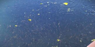 Poribljavanje na 23 lokacije: Biće ispušteno 17.600 kilograma riblje mlađi