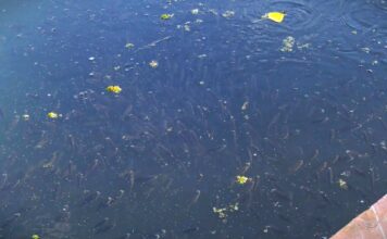 Poribljavanje na 23 lokacije: Biće ispušteno 17.600 kilograma riblje mlađi