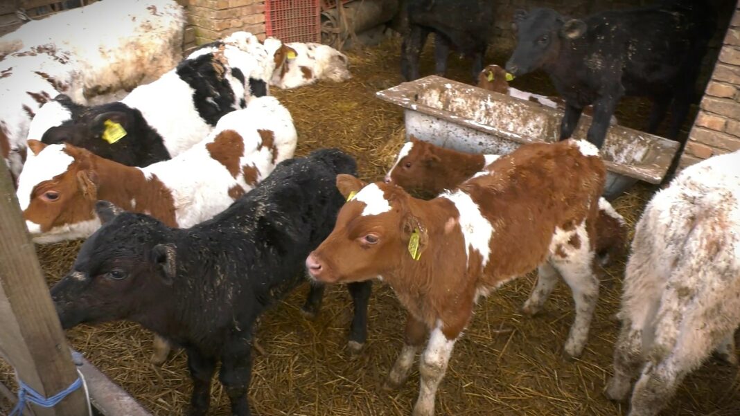 poziv na okrugli sto.mp4_snapshot_00.38.573