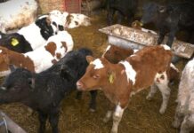 Poziv na okrugli sto o Nacrtu zakona o stočarstvu koji će se održati 17. decembra