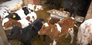 Poziv na okrugli sto o Nacrtu zakona o stočarstvu koji će se održati 17. decembra