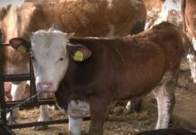 Raspisan javni poziv za nabavku kvalitetnih priplodnih grla