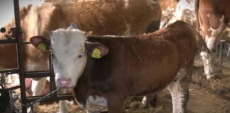 Raspisan javni poziv za nabavku kvalitetnih priplodnih grla