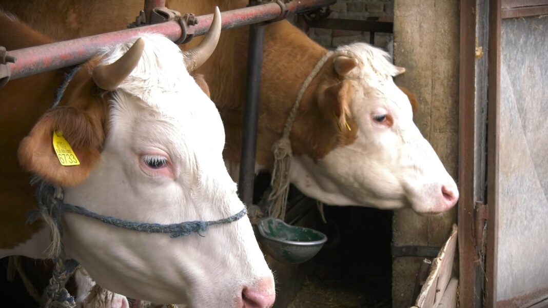 subvencije za prvotelke