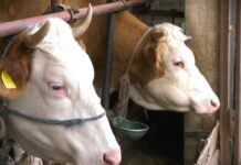 Subvencije za prvotelke, 100.000 dinara po grlu, početkom sledeće godine