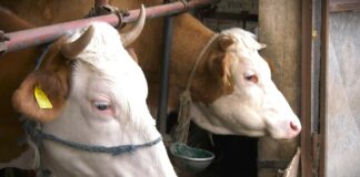 Subvencije za prvotelke, 100.000 dinara po grlu, početkom sledeće godine