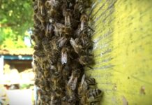 Mladi inovatori napravili ekološki uređaj za tretman varoe – efikasnost veća od 95%