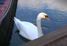 Društvo za zaštitu ptica Srbije pozvalo građane da se priključe akciji brojanja ptica na hranilicama