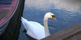 Društvo za zaštitu ptica Srbije pozvalo građane da se priključe akciji brojanja ptica na hranilicama