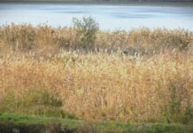 Zabrana lova poljske jarebice i grlice, a zeca samo u naučne svrhe