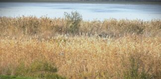 Zabrana lova poljske jarebice i grlice, a zeca samo u naučne svrhe