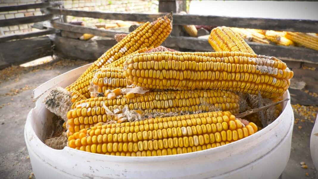 izbor hibrida kukuruza 2