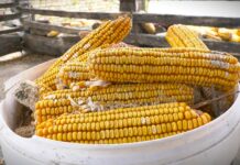 Izbor hibrida kukuruza prema Vašim potrebama