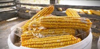 Izbor hibrida kukuruza prema Vašim potrebama