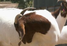 Koza – Ekonomična životinja, zahvalna za uzgoj