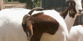 Koza – Ekonomična životinja, zahvalna za uzgoj