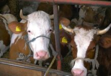 Odgajivači goveda: Mlekare u Srbiji obustavljaju otkup, preduzećemo radikalne mere