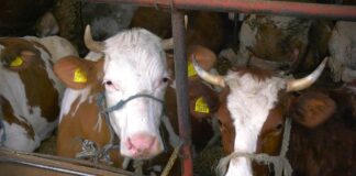 Odgajivači goveda: Mlekare u Srbiji obustavljaju otkup, preduzećemo radikalne mere