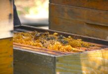 Pčelinjak u januaru: Najvažnije pravilo – izbegavajte nepotrebno otvaranje košnice