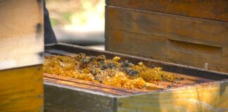 Pčelinjak u januaru: Najvažnije pravilo – izbegavajte nepotrebno otvaranje košnice