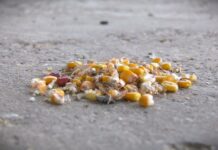 Pretposlednja generacija poljoprivrednika: Srbija na ivici prehrambene nesigurnosti