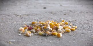 Pretposlednja generacija poljoprivrednika: Srbija na ivici prehrambene nesigurnosti