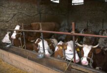 Udruženje proizvođača mleka Mačvanskog okruga: Velike farme uništavaju porodična gazdinstva