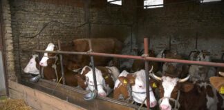 Udruženje proizvođača mleka Mačvanskog okruga: Velike farme uništavaju porodična gazdinstva