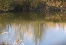 Vode Vojvodine: Počela prodaja ribolovnih dozvola za 2026. godinu