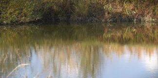 Vode Vojvodine: Počela prodaja ribolovnih dozvola za 2026. godinu