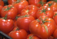 WWF predstavio metodologiju kojom se meri uticaj hrane iz prodavnica na životnu sredinu