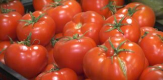 WWF predstavio metodologiju kojom se meri uticaj hrane iz prodavnica na životnu sredinu