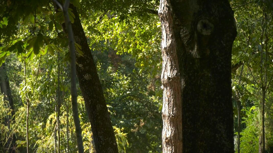 drustvo za zastitu i proucavanje ptica