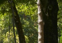 Društvo za zaštitu i proučavanje ptica Srbije: Divlje ptice Srbije u kandžama ilegalnih aktivnosti