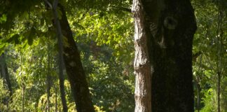 Društvo za zaštitu i proučavanje ptica Srbije: Divlje ptice Srbije u kandžama ilegalnih aktivnosti