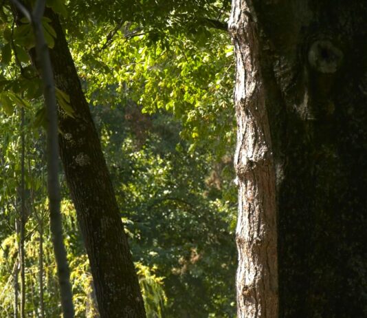 Društvo za zaštitu i proučavanje ptica Srbije: Divlje ptice Srbije u kandžama ilegalnih aktivnosti