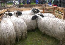 Izvoz 40.000 jagnjadi čeka državni pečat