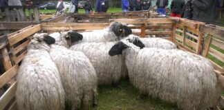 Izvoz 40.000 jagnjadi čeka državni pečat