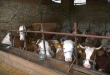 Očuvati stabilnost proizvodnje mleka uz koordinaciju sa Evropskom komisijom