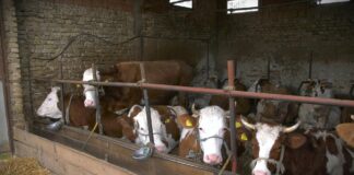 Očuvati stabilnost proizvodnje mleka uz koordinaciju sa Evropskom komisijom