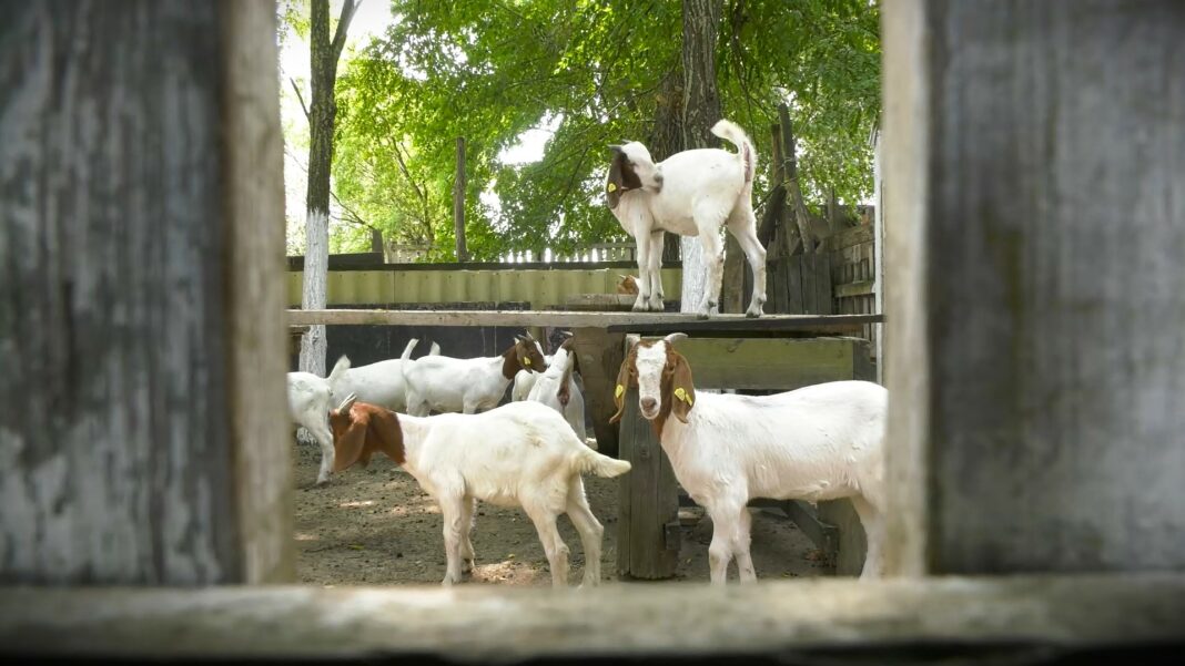 presek stanja na stocnim