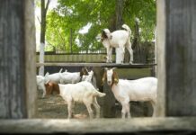 Presek stanja na stočnim pijacama u Srbiji: Otkupne i prodajne cene stoke u fokusu izveštaja STIPS-a