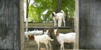 Presek stanja na stočnim pijacama u Srbiji: Otkupne i prodajne cene stoke u fokusu izveštaja STIPS-a