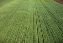 Prihrana pšenice na kiselim zemljištima