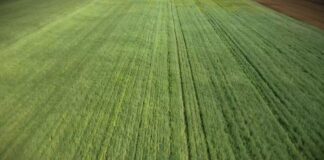 Prihrana pšenice na kiselim zemljištima